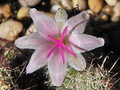 vignette Mammillaria thornberi ssp. yaquensis