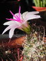 vignette Mammillaria thornberi ssp. yaquensis