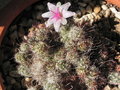 vignette Mammillaria thornberi ssp. yaquensis