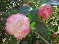 vignette Camellia japonica 'Nuccio's Pearl'