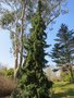 vignette Picea omorika 'Pendula'