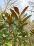 vignette Magnolia grandiflora 'Little Gem'