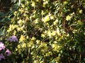 vignette Rhododendron Lutescens au 31 03 12