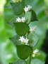 vignette Dischidia ruscifolia