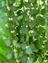 vignette Dischidia ruscifolia