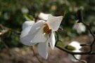 vignette Magnolia kobus seedling