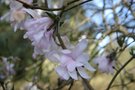 vignette Magnolia stellata 'Rosea'