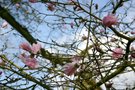vignette Magnolia stellata 'Shi-banchi Rosea'
