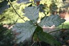 vignette Quercus falcata 'Zehra' x Q. rysophylla
