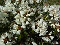 vignette Rhododendron morii