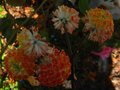 vignette Edgaworthia chrysantha red dragon au 29 03 12