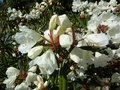 vignette Rhododendron morii