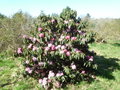 vignette Rhododendron arboreum