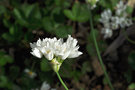 vignette Allium zebdanense