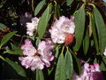 vignette Rhododendron arboreum