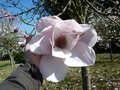 vignette Magnolia 'Iolanthe'