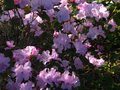 vignette Rhododendron Dauricum lake bakal au 31 03 12