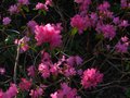 vignette Rhododendron Boskoop Ostara au 29 03 12