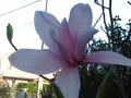 vignette Magnolia Star Wars et son immense fleur au 31 03 12