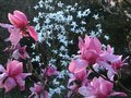 vignette Magnolias en compagnie au 28 03 12