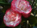vignette Camellia japonica Margareth Davies Picottee au 29 03 12