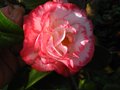 vignette Camellia japonica Margareth Davies Picottee gros plan au 29 03 12