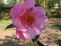 vignette Camellia williamsii Mary Phoebe Taylor aux trs grandes fleurs au 29 03 12