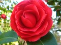 vignette Camellia japonica Coquettii au 28 03 12