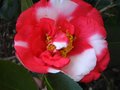 vignette Camellia japonica R.L.Wheeler variegata toujours l au 29 03 12