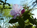 vignette Rhododendron 'Emasculum'