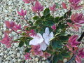 vignette Rhododendron hongkongense