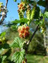 vignette Ribes magellanicum