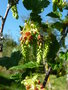vignette Ribes magellanicum