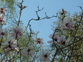 vignette Magnolia campbelli ssp mollicomata