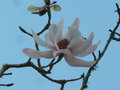 vignette Magnolia campbelli ssp mollicomata