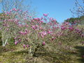 vignette Magnolia quinquepeta 'Liliflora Nigra'