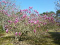 vignette Magnolia quinquepeta 'Liliflora Nigra'