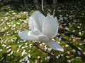 vignette Magnolia soulangiana 'Superba'