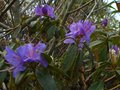vignette Rhododendron Augustinii Hillier's dark form qui dbute sa floraison au 03 04 12