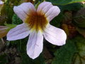 vignette Rehmannia angulata