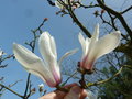 vignette Magnolia amoena