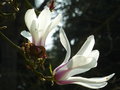 vignette Magnolia amoena