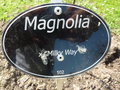 vignette Magnolia 'Milky Way'