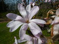 vignette Magnolia kobus var stellata 'Rubra'