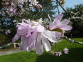 vignette Magnolia kobus var stellata 'Rubra'