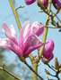 vignette Magnolia 'Lilenny'