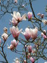 vignette Magnolia x veitchiii