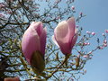 vignette Magnolia x soulangiana 'Andre Leroy'