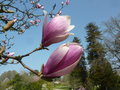 vignette Magnolia x soulangiana 'Andre Leroy'