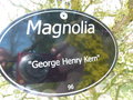 vignette Magnolia 'George Henry Kern'
